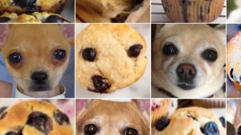 ¿Chihuahua o Muffin? Se pregunta ‎Karen Zack, la creadora de estos collages que han revolucionado Internet.