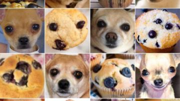 ¿Chihuahua o Muffin? Se pregunta ‎Karen Zack, la creadora de estos collages que han revolucionado Internet.