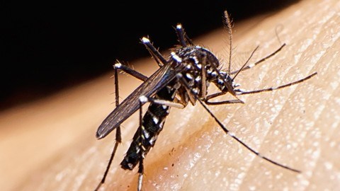 mosquito zika