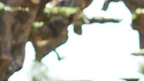 Una escena de El Olivo.