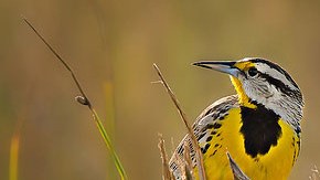 La Sociedad Audubon indica que el nombre del ave en español es muy diferente de su nombre en inglés: ‘pradero tortillaconchile’.