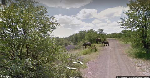 Una familia de elefantes en el Parque Nacional Kruger en Sudáfrica.