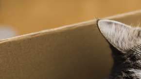 gata caja