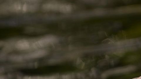 GUATEMALA-ANIMALS-CAIMANS