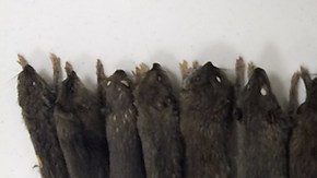 Ratas NYC Matt Combs