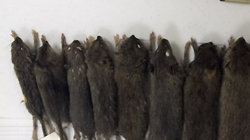 Ratas NYC Matt Combs