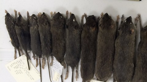 Ratas NYC Matt Combs