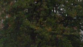 Uno de los asaltos tuvo lugar en la calle Magenta, en El Bronx, donde una joven fue agredida sexualmente.