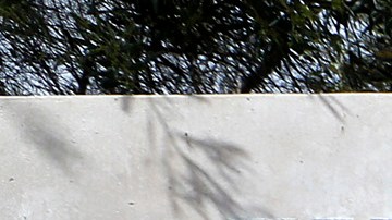 03/09/16/SIMI VALLEY/ Flowers are left in memory of former first lady Nancy Reagan near the Ronald Reagan Presidential Library in Simi Valley. Nancy Reagan died on Sunday at 94 fromÊcongestive heart failure. Reagan will lay in repose Wednesday and Thursday before being buried Friday at the Reagan Library in Simi Valley, California, next to her husband, Ronald Reagan. (Photo by Aurelia Ventura/ La Opinion)