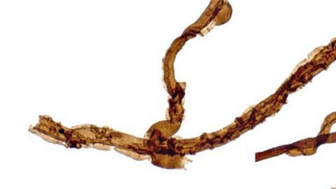 El fósil del hongo pasó su vida bajo tierra.