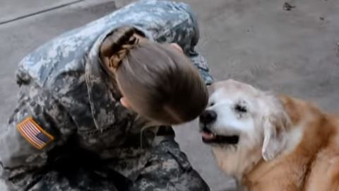 perrito soldado
