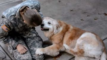 perrito soldado