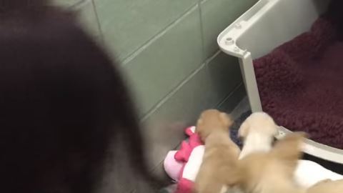 perritos
