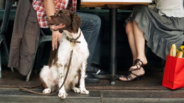 Para que los restaurantes puedan aceptar perros, deben contar con un área al aire libre.
