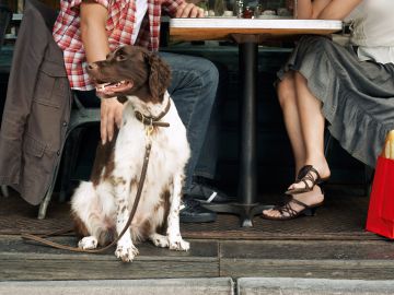 Para que los restaurantes puedan aceptar perros, deben contar con un área al aire libre.