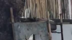 pinguino