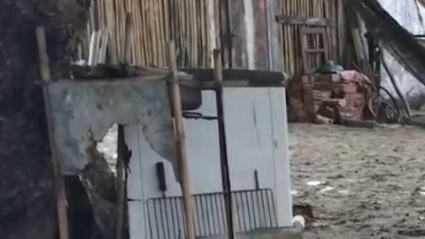 pinguino