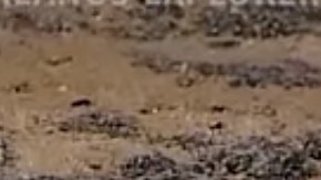 "Casper" sorprende por su falta de pigmentación y por la profundidad en la que lo encontraron.