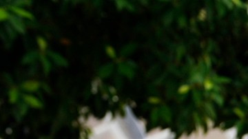 Rosado tiene años como defensora legal de niños indigentes