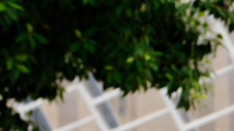 Rosado tiene años como defensora legal de niños indigentes
