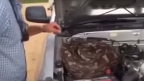 La especie es un animal protegido en Zimbabue.