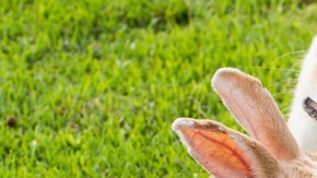 conejos