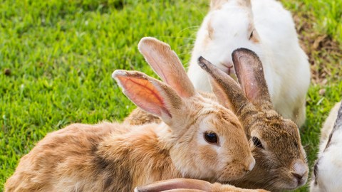 conejos