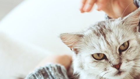 gata niña