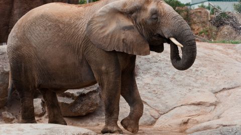 elefante