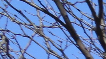 Peruanos en NY votanrán en las elecciones presidenciales.
Víctor Rojas, propietario del restaurant INTI en Manhattan.