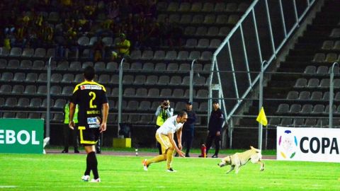 El campo del estadio Polideportivo de Pueblo Nuevo en Venezuela registró la entrada de un invitado inesperado.