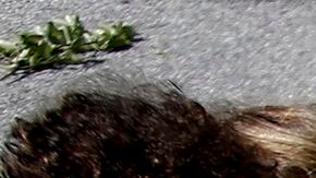 Refugiados se manifiestan para reclamar la apertura de fronteras, cerca de Idomeni, en la frontera entre Grecia y Macedonia