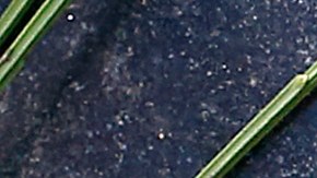 La lápida del poeta chileno Pablo Neruda en su casa museo en Isla Negra, Chile.