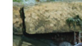 nutria