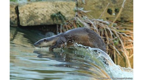nutria