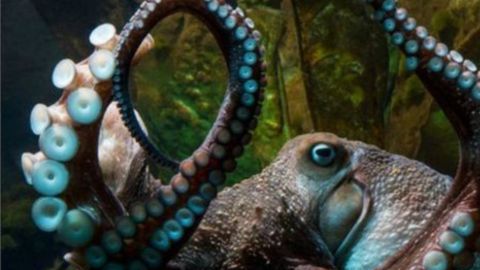 pulpo
