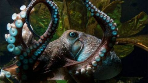 pulpo