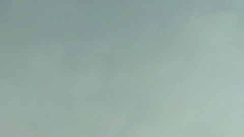 El Día de la Tierra 2016 llama a sembrar árboles y reforestar las selvas, que son los pulmones del planeta, para reducir el calentamiento global.