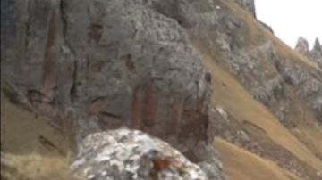 leopardo nieves