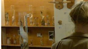 La colección incluye más de 300 muestras de penes.