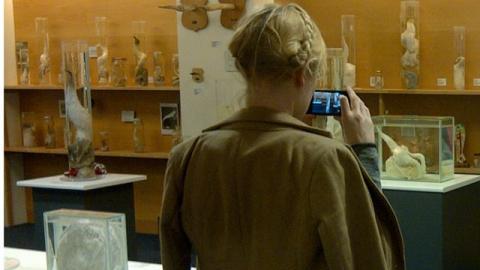 La colección incluye más de 300 muestras de penes.