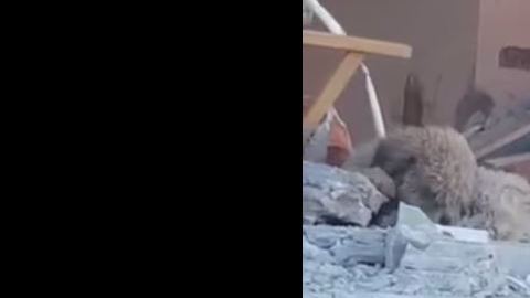 perrito ecuador