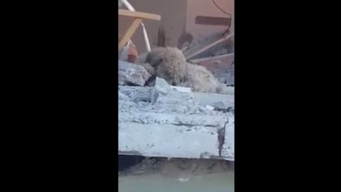 perrito ecuador