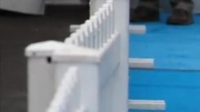 pinguinos