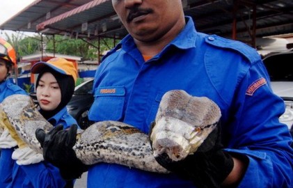 Al menos seis hombres ayudaron a levantar al reptil.