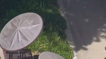 Este fue el león de montaña que espantó a estudiantes de Los Ángeles.