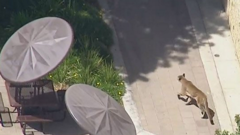 Este fue el león de montaña que espantó a estudiantes de Los Ángeles.