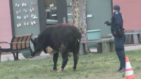 Las autoridades consiguieron amarrar al toro, que primero se creyó que era una vaca, después de dispararle dardos tranquilizantes.