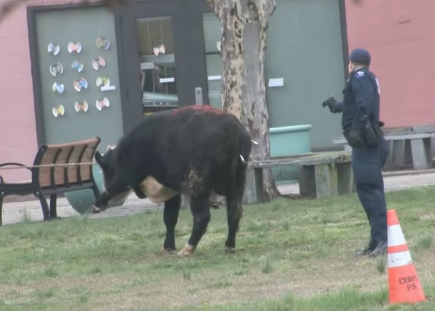 Las autoridades consiguieron amarrar al toro, que primero se creyó que era una vaca, después de dispararle dardos tranquilizantes.