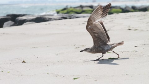 Nuestros Barrios - Atlantic Beach - Nassau County- Long Island. Photo Credito Mariela Lombard/El Diario NY.